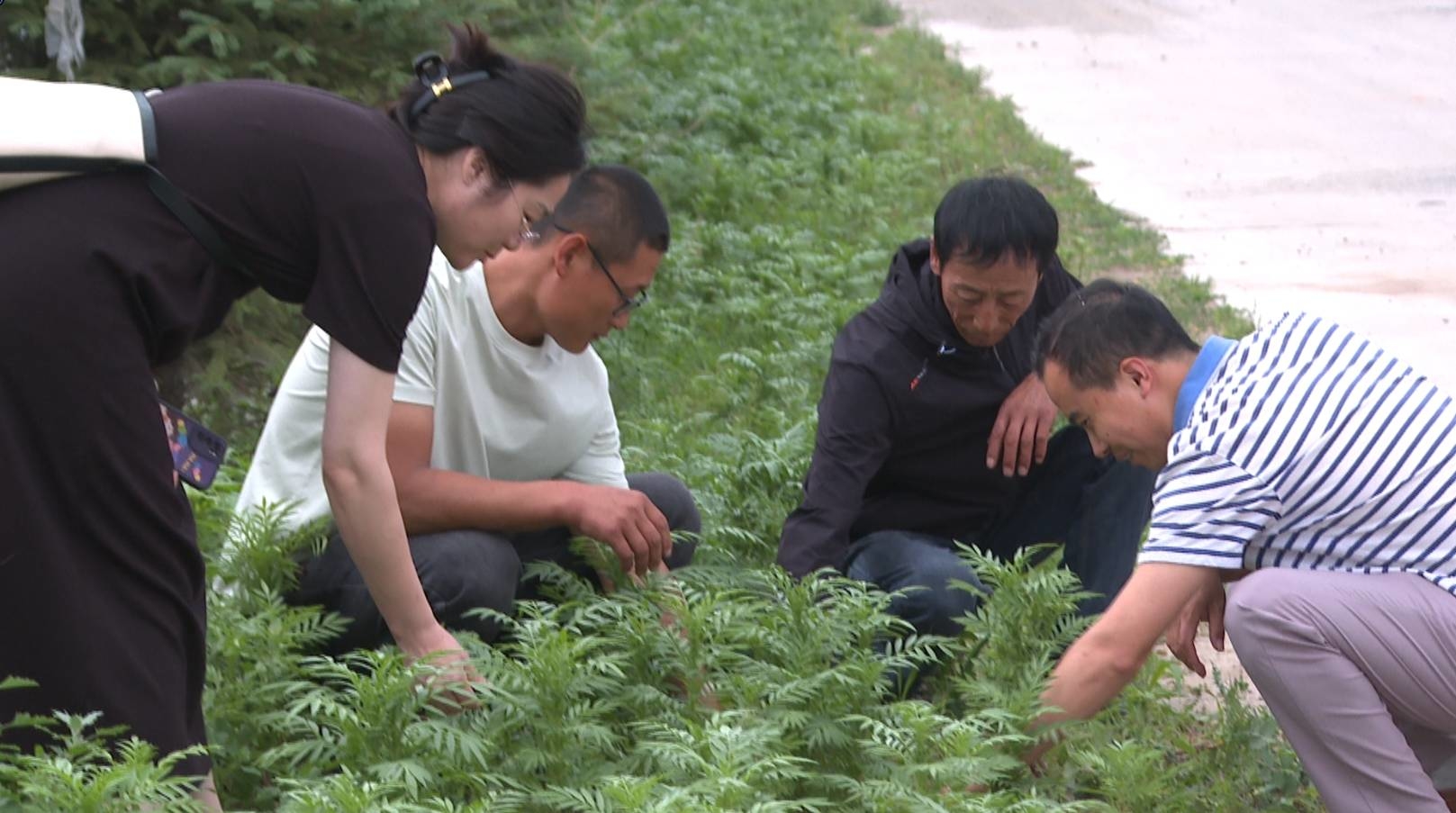 小菜园“变”增收园｜前郭县查干花镇积极发展庭院经济