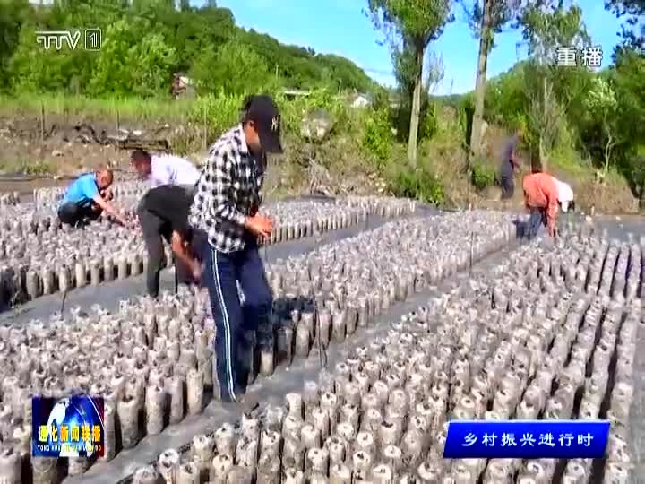 辉南县：地栽木耳拓宽群众致富路