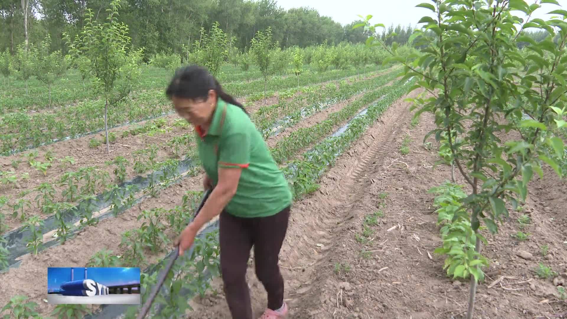 乡村振兴进行时  前郭县查干花镇：小菜园“变”增收园 积极发展庭院经济