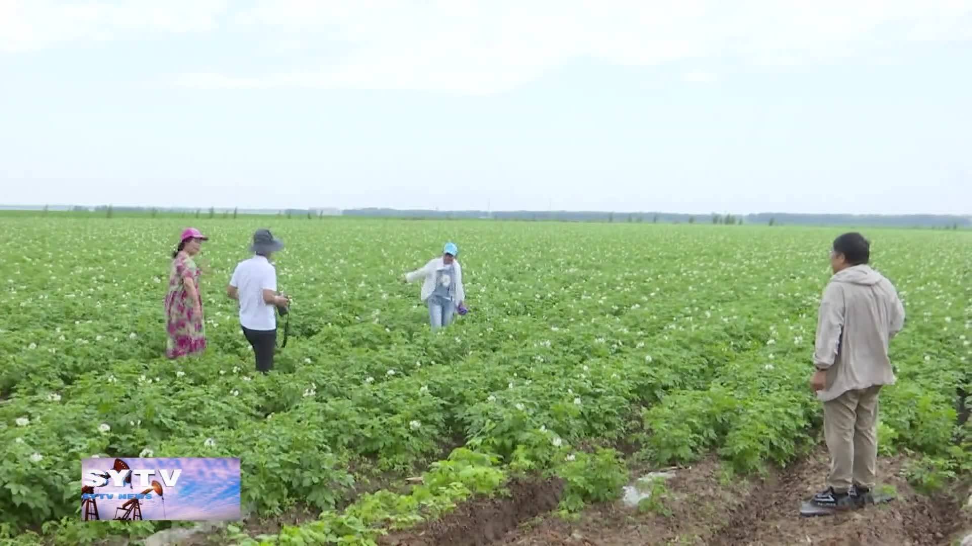 长岭县举办三青山镇马铃薯花海节文旅摄影采风活动