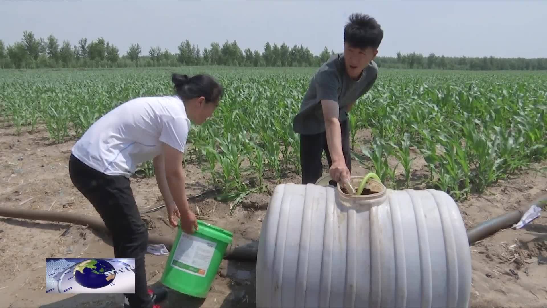 乡村振兴进行时  顺山村：看青苗 望丰收 科学夏管农事忙