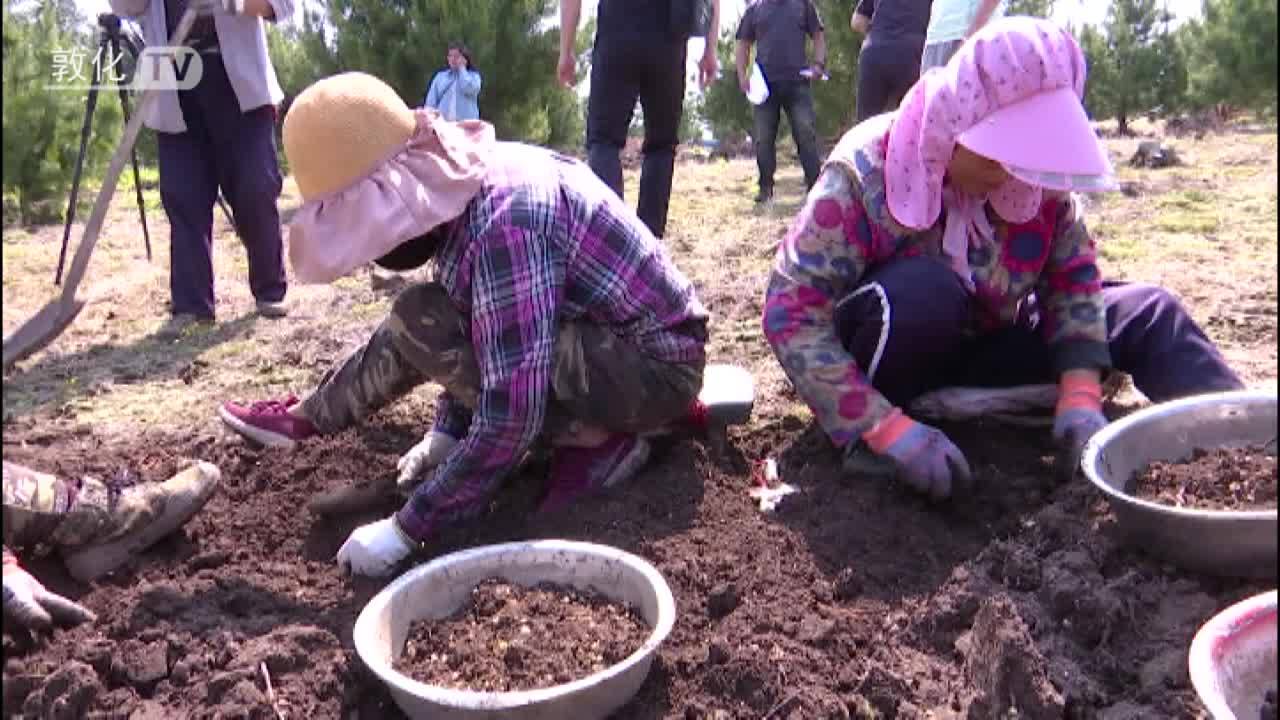 江源镇：贝母产业助力村民走上致富路