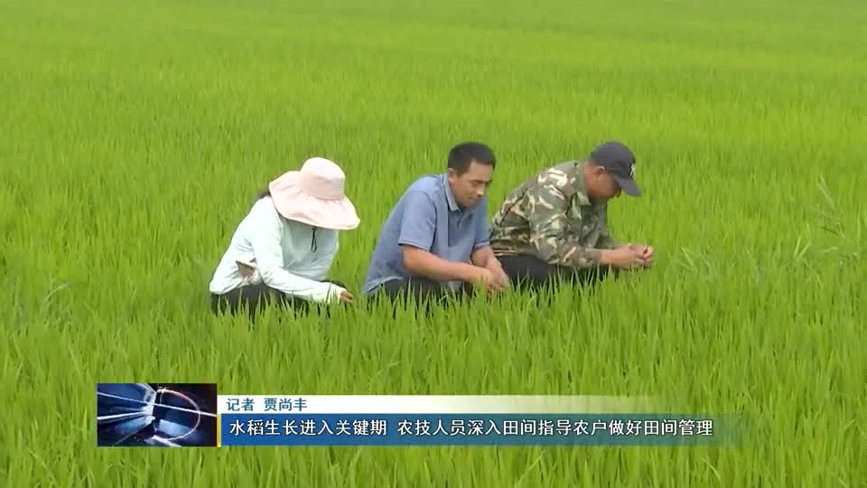 水稻生长进入关键期 农技人员深入田间指导农户做好田间管理