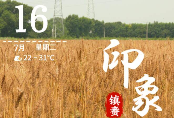 【镇赉印象】好产业 | 麦浪翻滚喜开镰 科技驱动“双提升”