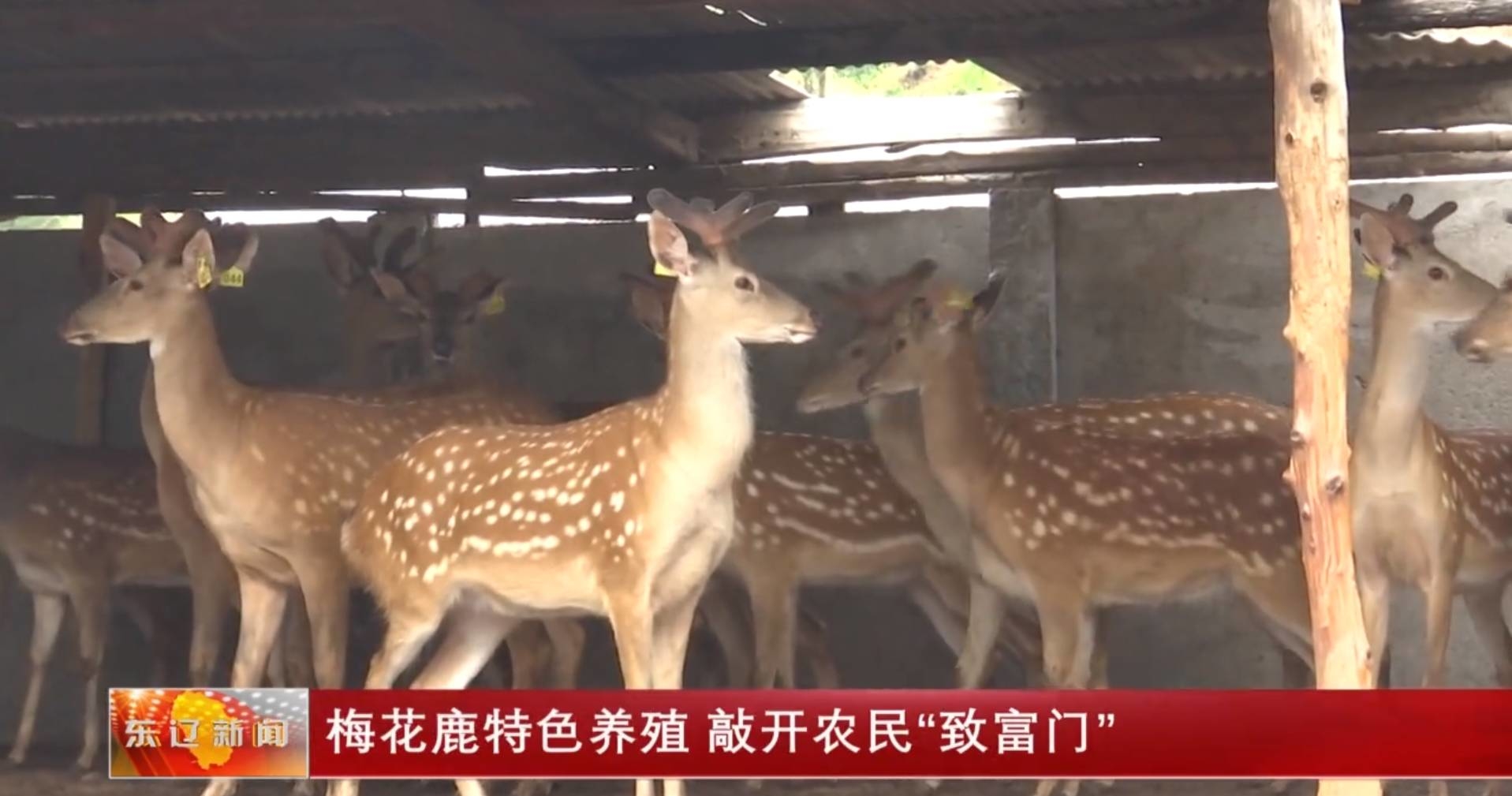 梅花鹿特色养殖 敲开农民“致富门”