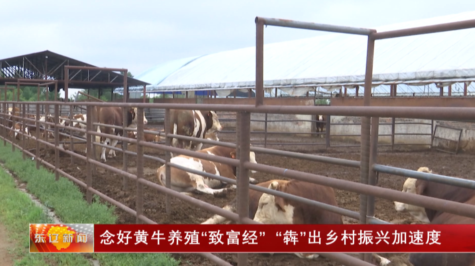 念好黄牛养殖“致富经” “犇”出乡村振兴加速度