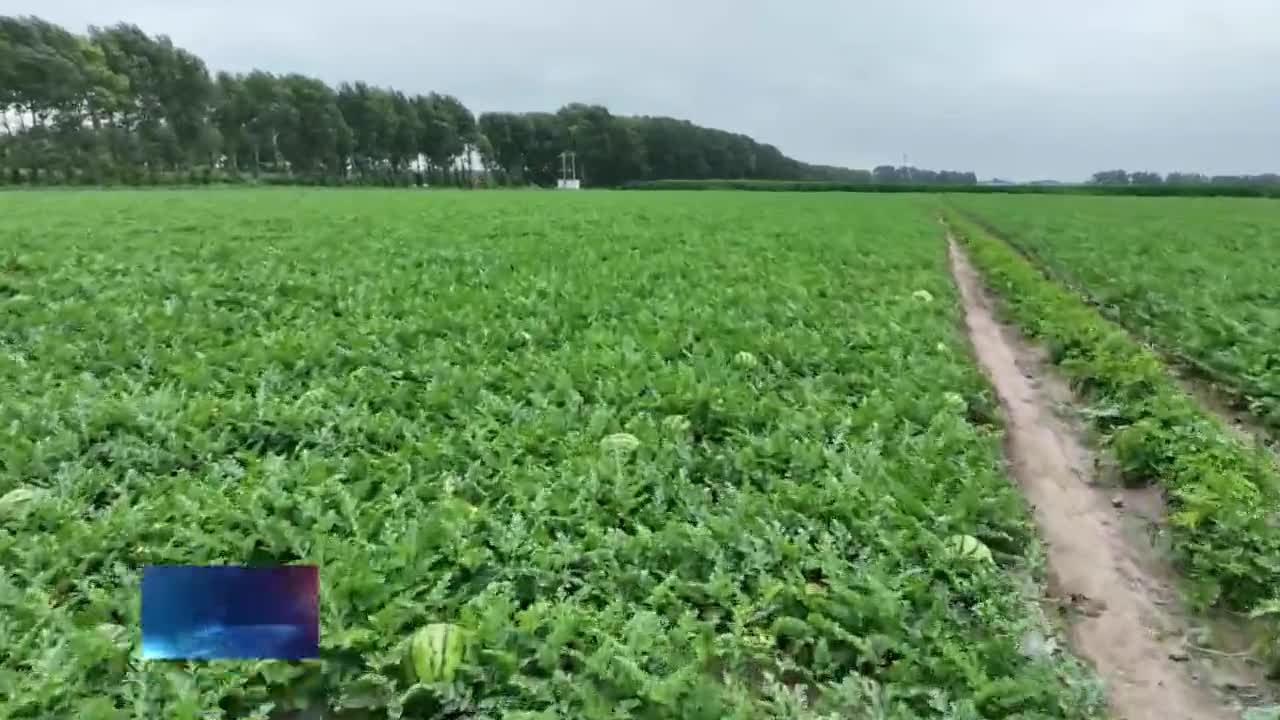 宝甸乡：瓜菜生产提高土地产出效益