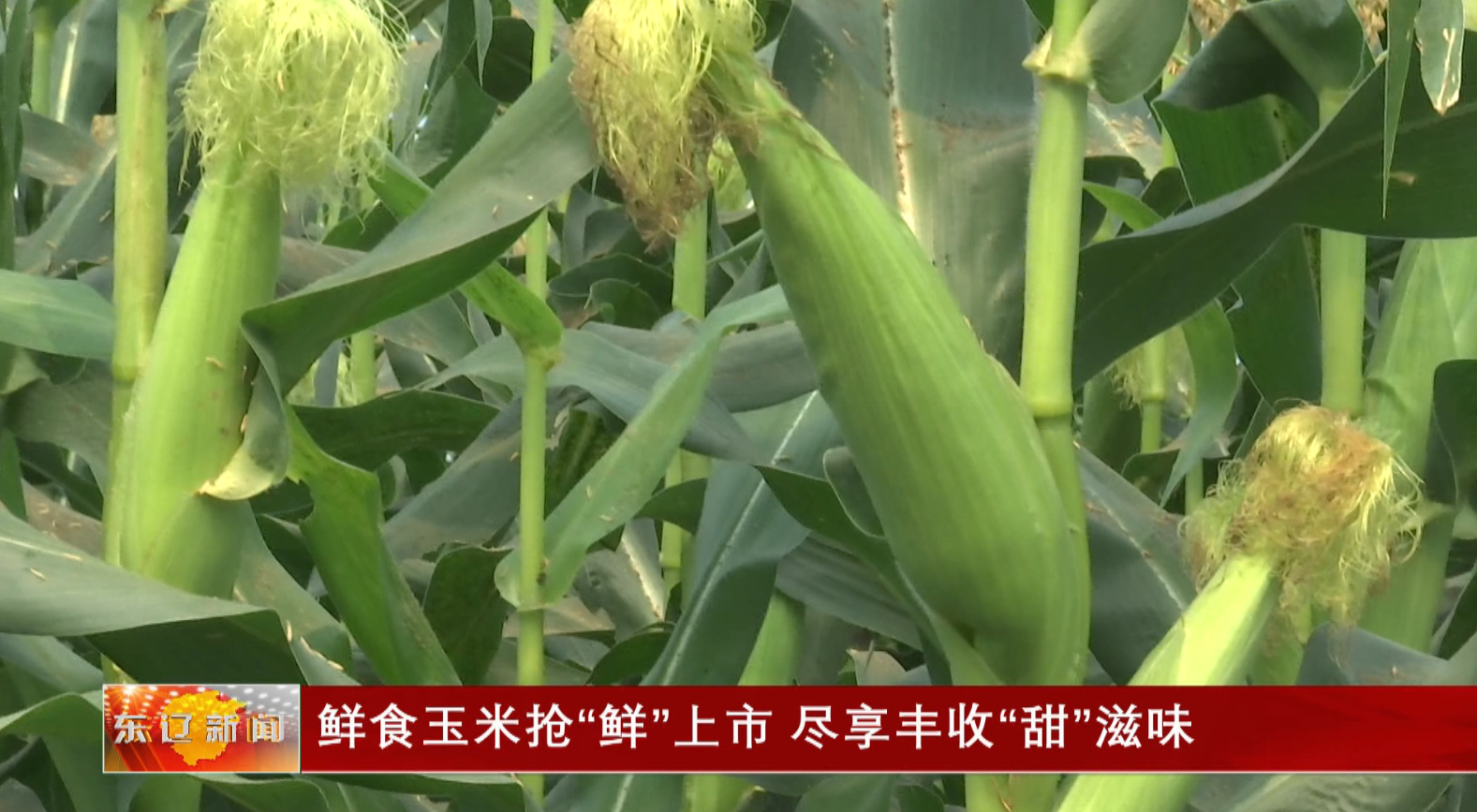 鲜食玉米抢”鲜“上市，尽享丰收”甜“滋味