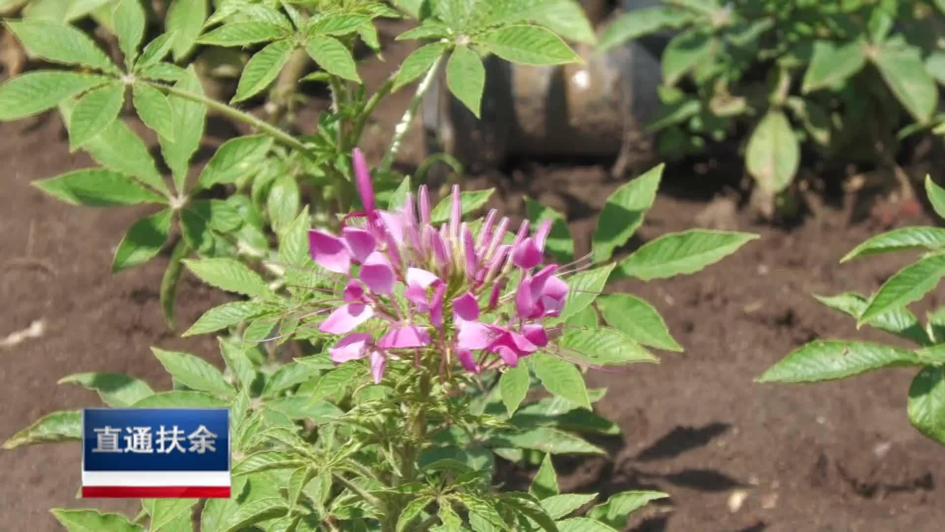 直通县市区2024年7月8日扶余    濊貊花海：花香随夏至 恰是七月时VA0