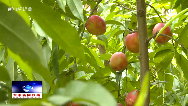 东丰镇太和甜瓜产业园油桃迎来丰收季