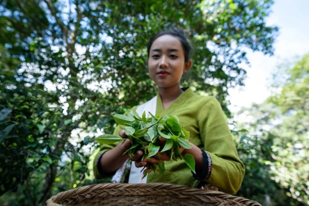 茶叶，从这里走向世界