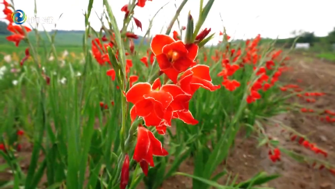 辉南县：百花谷花海竞相绽放 盛夏时节赏花正当时