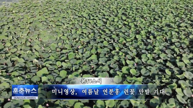 미니영상, 여름날 연분홍 련꽃 만발 기대