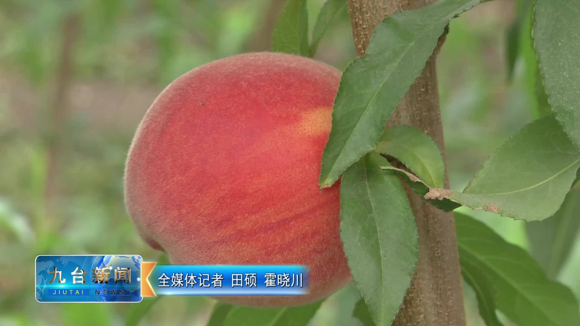 誉达采摘园：桃子成熟季 采摘正当时