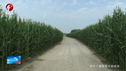 梨树县 加强汛期大田夏管  助力秋粮增产增收