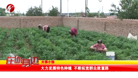 大力发展特色种植 不断拓宽群众致富路