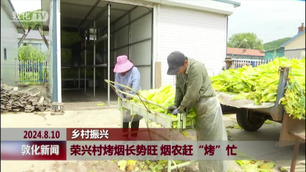 荣兴村烤烟长势旺 烟农赶“烤”忙