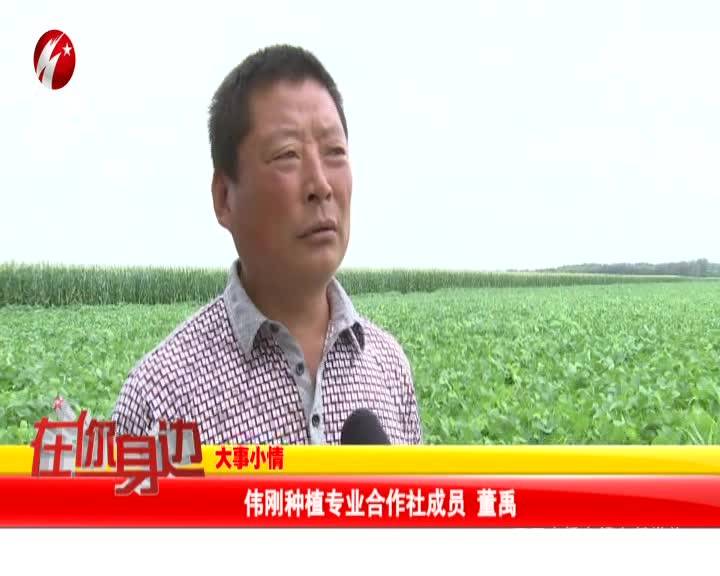 一村一品特色种植 毛豆变身致富“金豆”