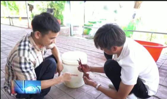 小龙虾在我县养殖成功