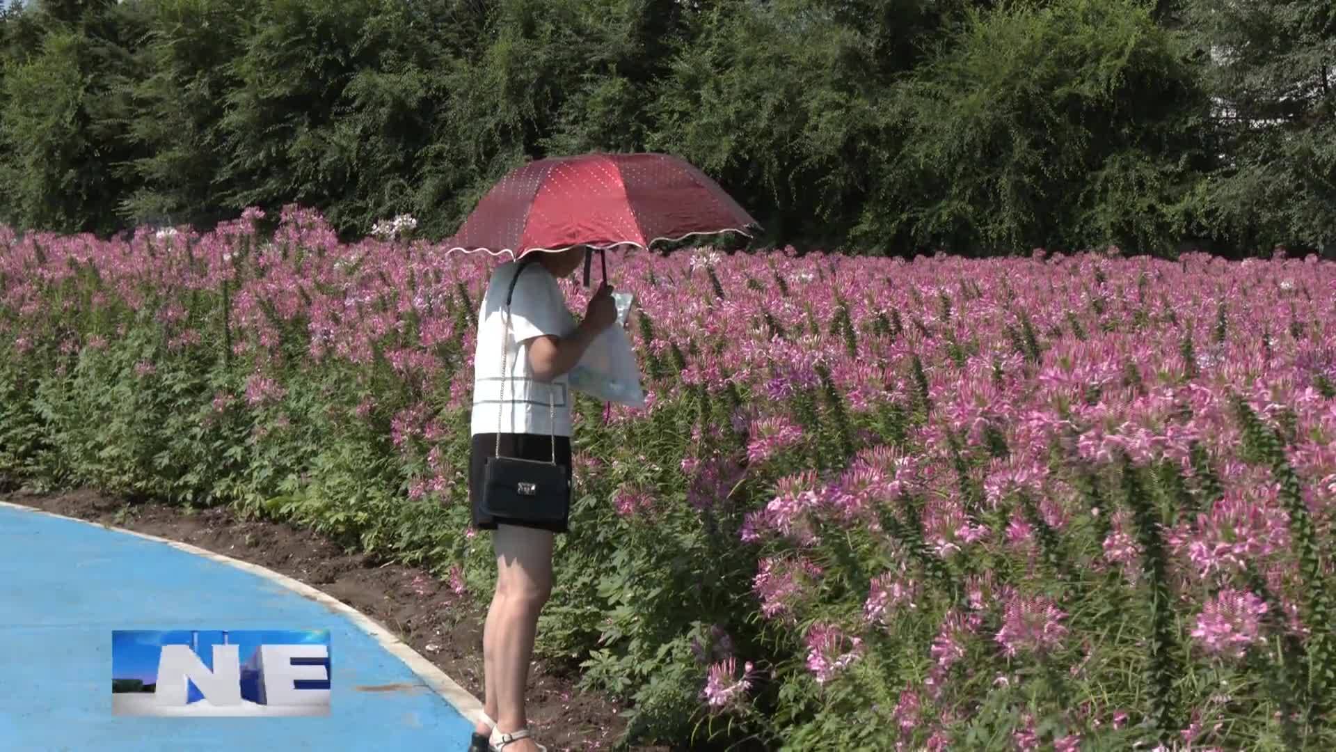 濊貊花海花开正艳   吸引市民纷至沓来