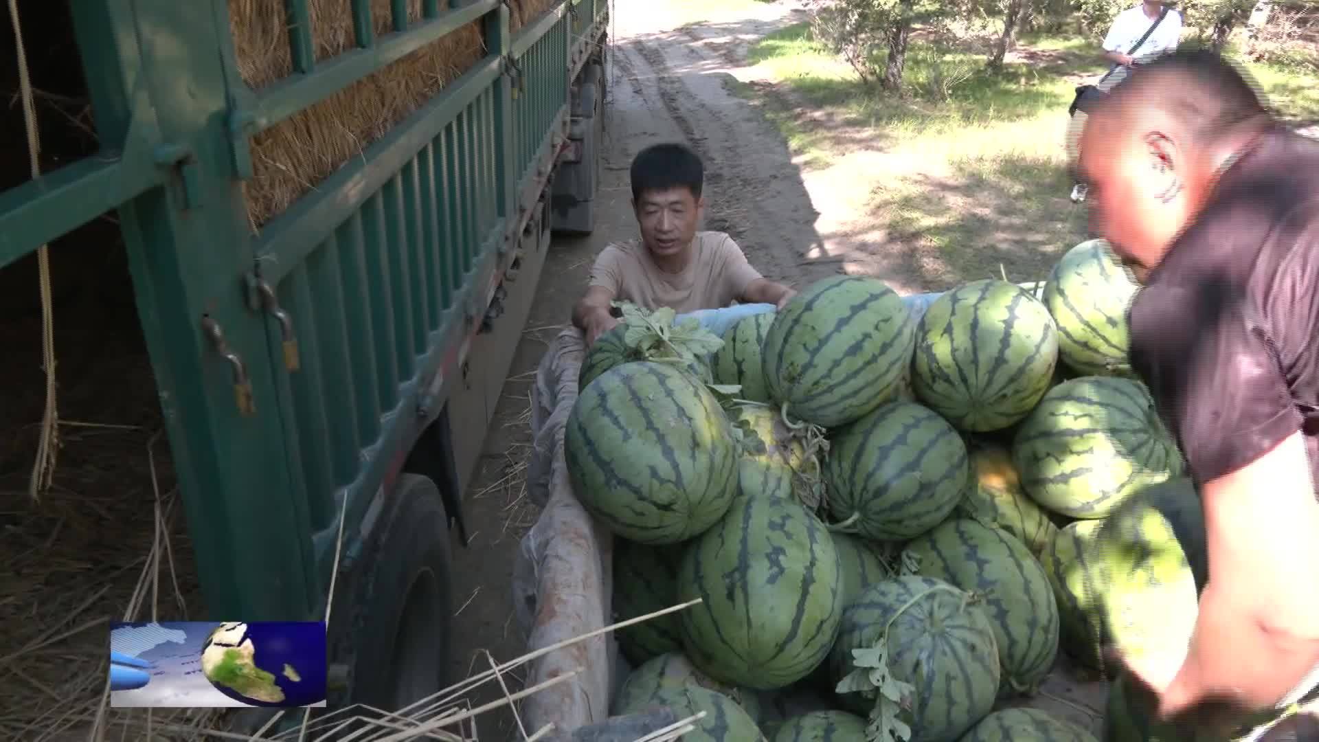 乡村振兴进行时      乾安：瓜香禾茂  丰收在望