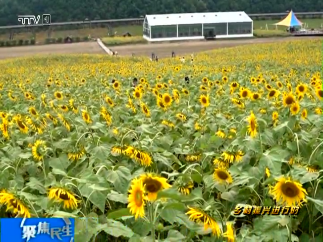 向阳而生 百亩向日葵花开成海