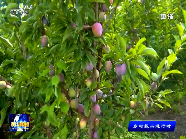 柳河县太平村：李子迎来丰收季