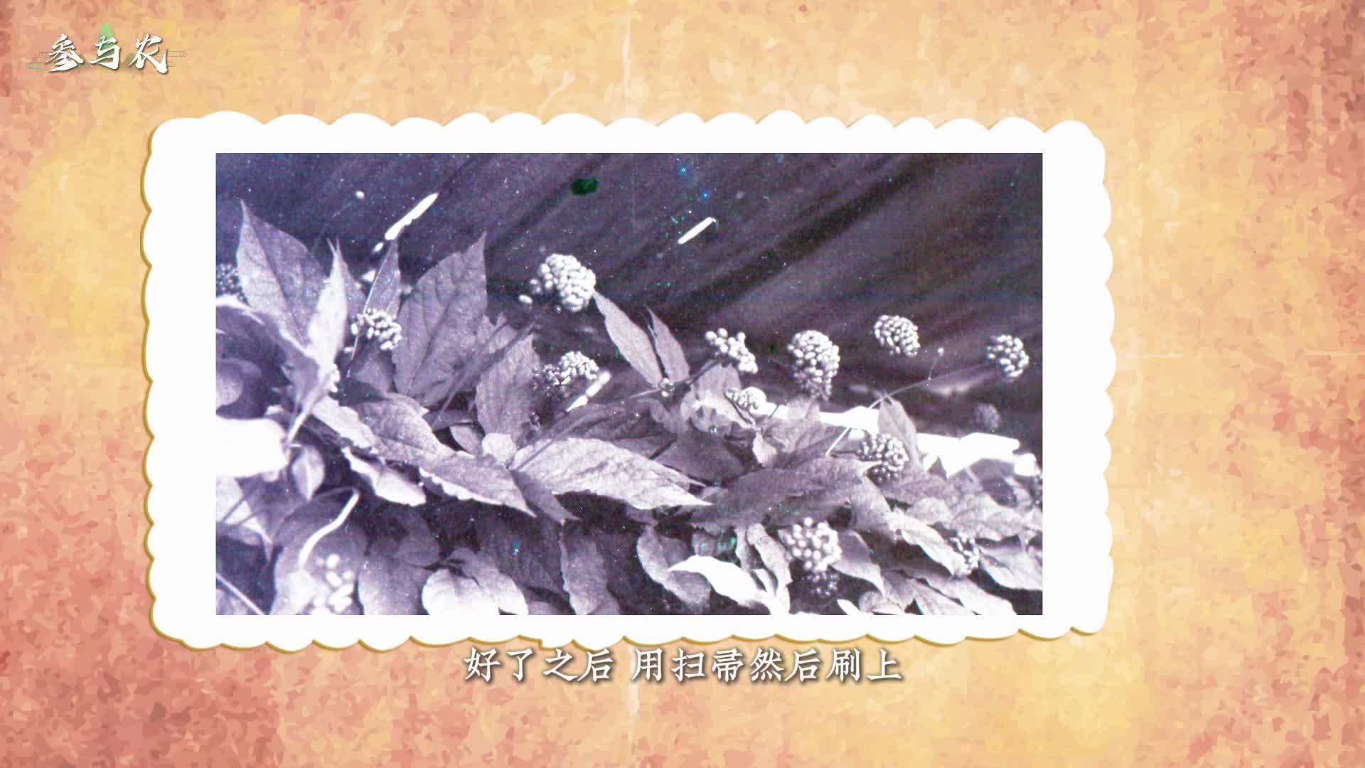 参与农——人参“家”人#2024人参产业高质量发展大会