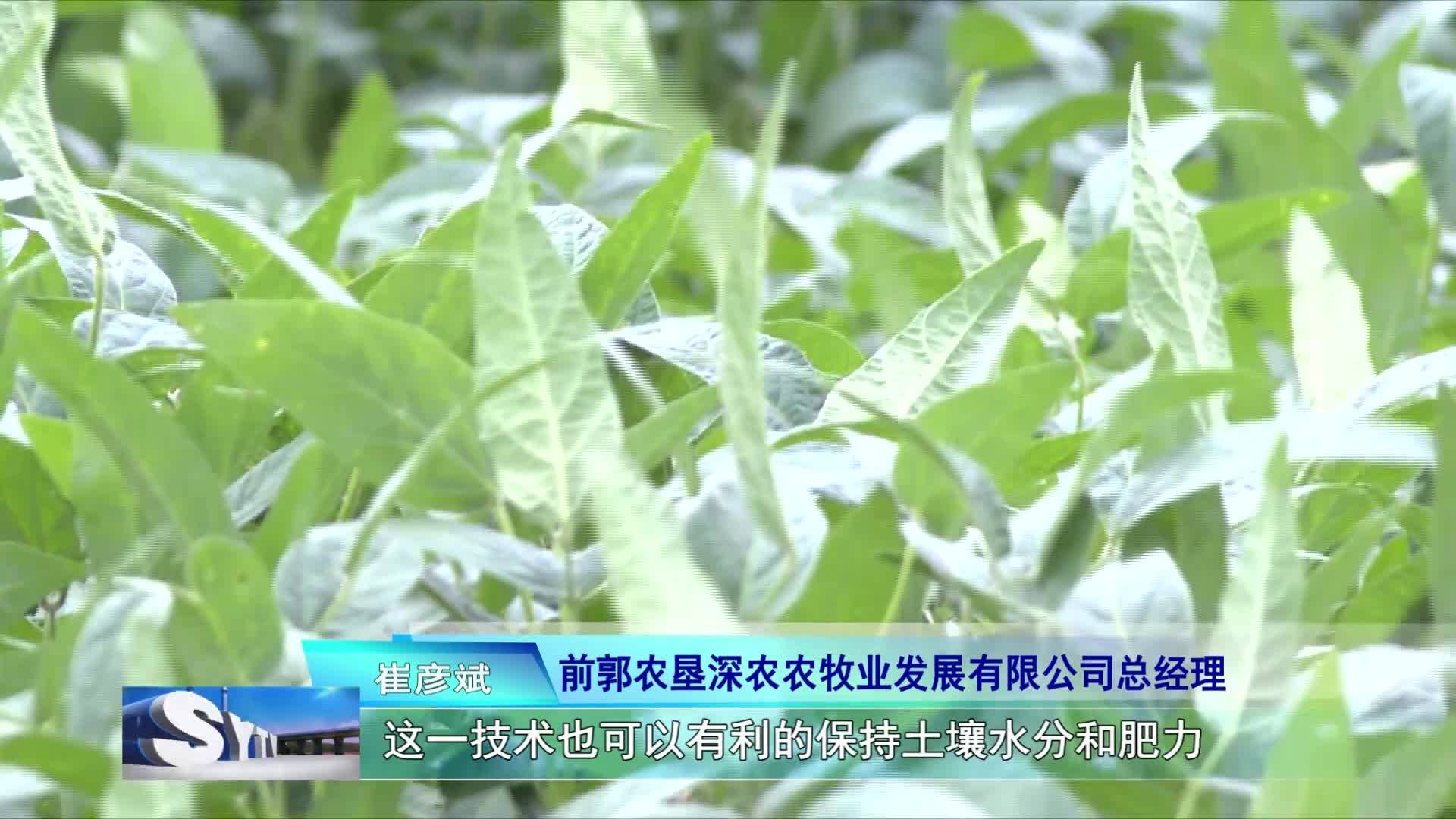 【乡村振兴进行时】     前郭县2.4万亩大豆示范田：以科技促单产 奏响产业发展新乐章