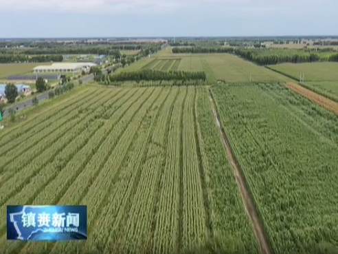 粘玉米迎来采收季，鲜食玉米产业领“鲜”乡村振兴