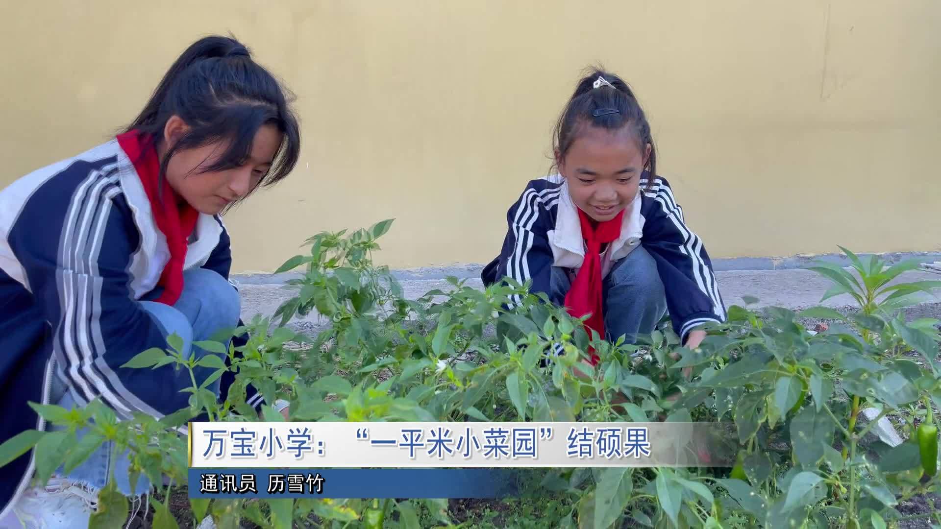 万宝小学：“一平米小菜园”结硕果