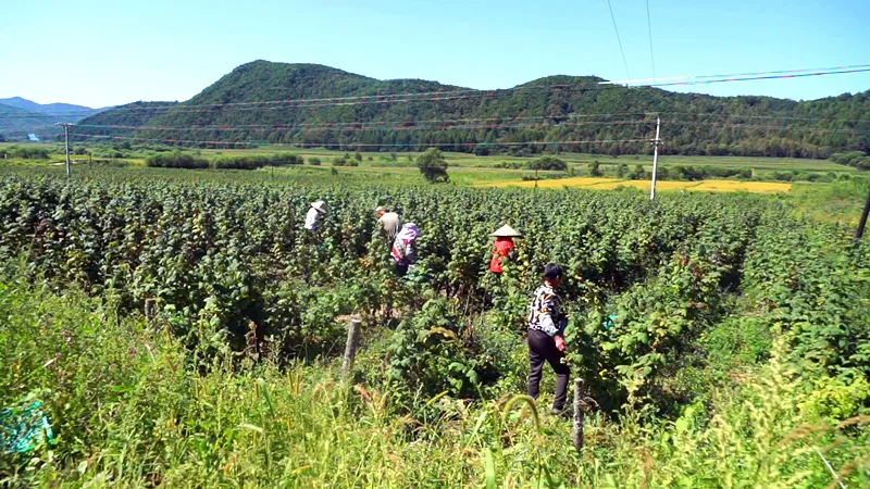 【乡村振兴】安图县明月镇：树莓红了日子甜