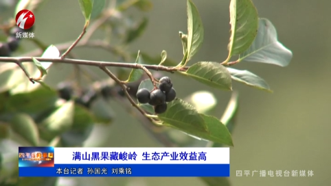 满山黑果藏峻岭 生态产业效益高