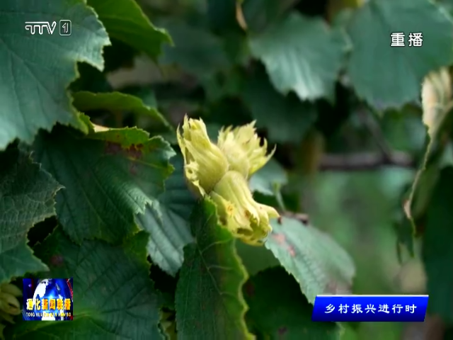 “榛香”硕果 盈枝满芬芳