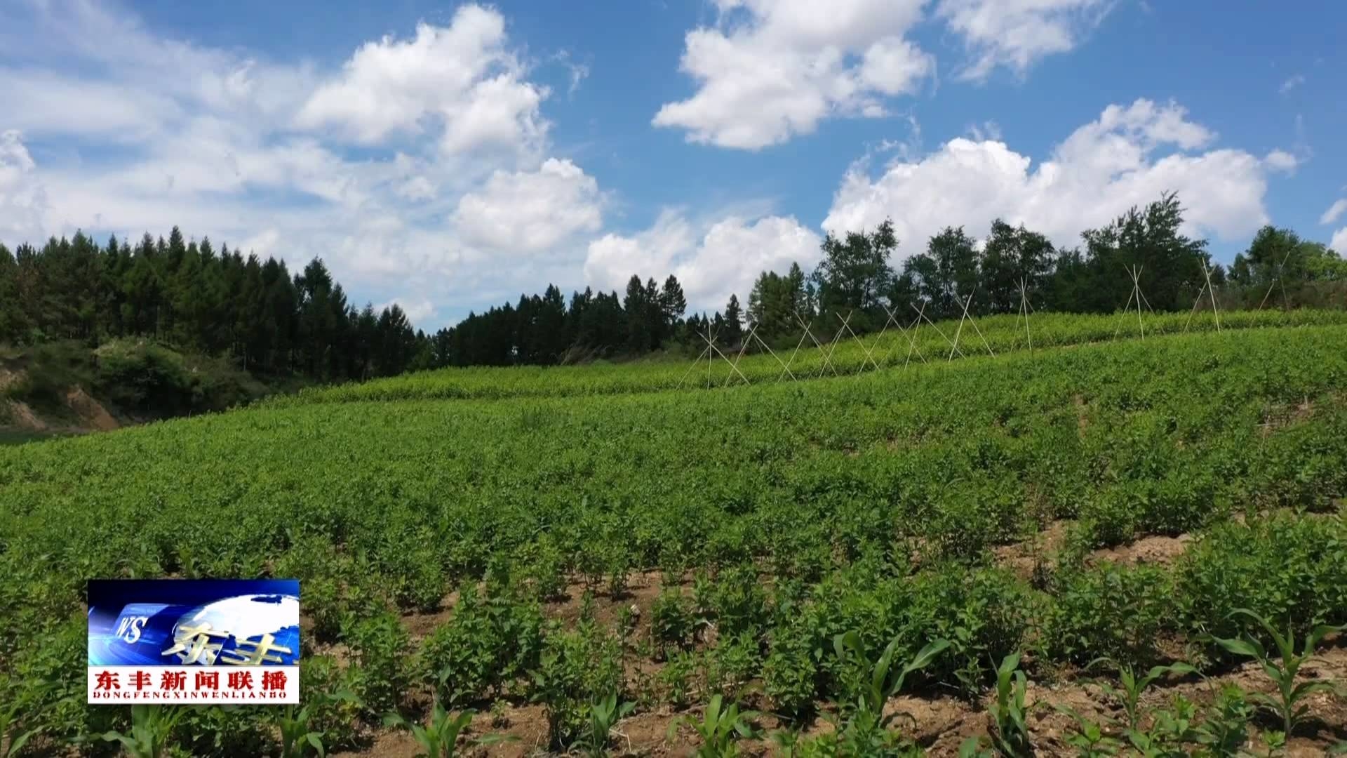 东丰县杨木林镇四合村：中药材种植产业助力乡村振兴