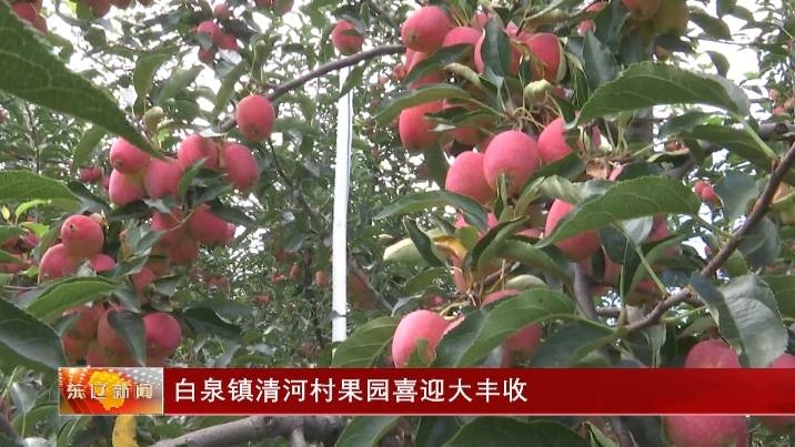 白泉镇清河村果园喜迎大丰收
