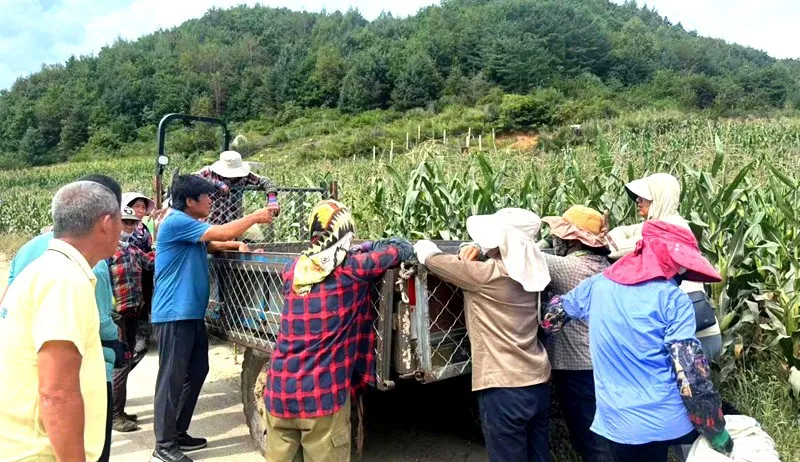 【乡村振兴】订单种植让农民增收有保障