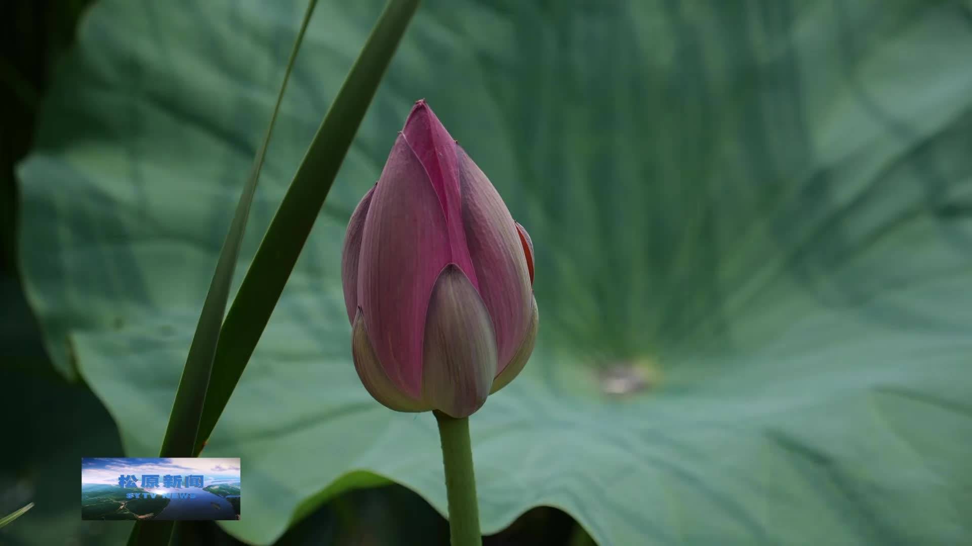 【乡村振兴进行时】  景家村：荷花盛开 扮靓乡村