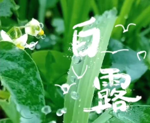 主播报节气——今日白露