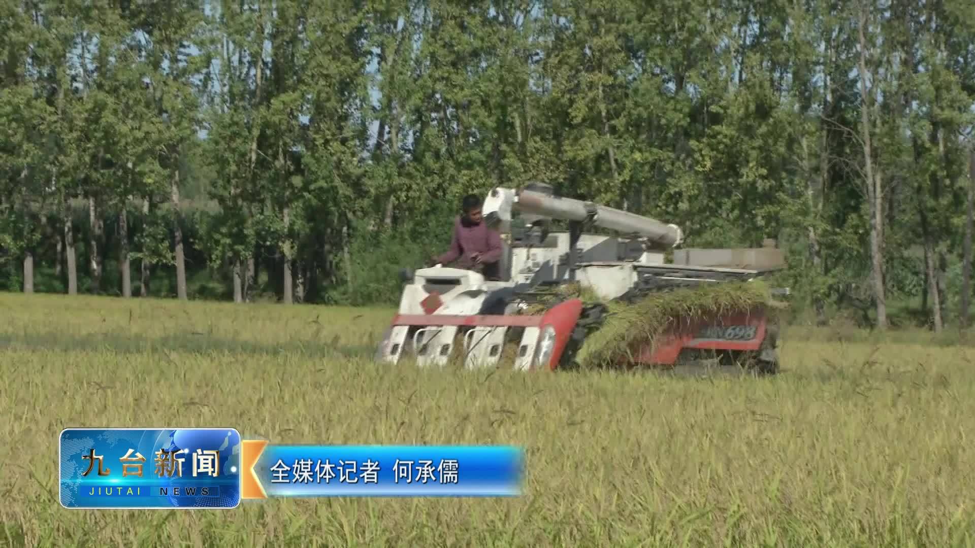 又“稻”一年丰收季 田间早稻收割忙