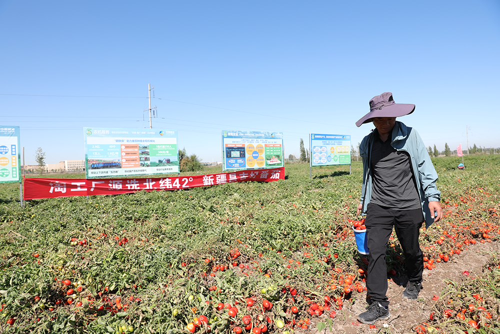 来自北纬42度 年轻人爱上的“一整颗番茄”罐头