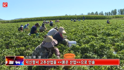 【룡정뉴스】덕신향서 고추산업을《붉은 산업》으로 인솔