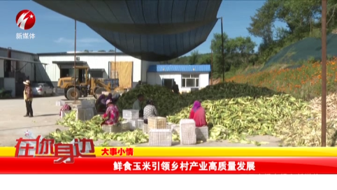 鲜食玉米引领乡村产业高质量发展