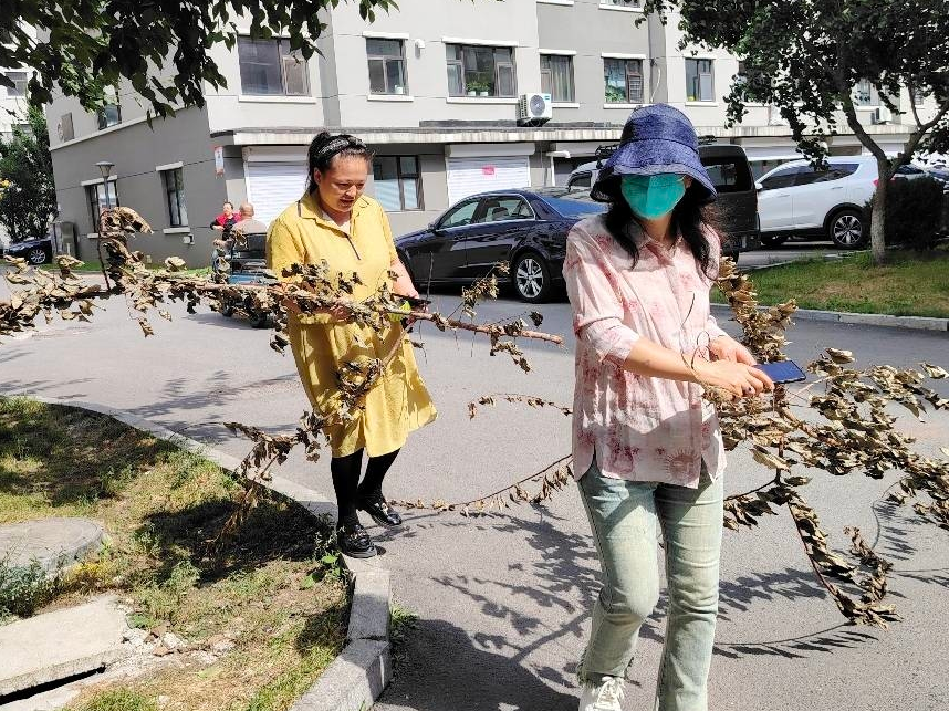 辉南县朝辉街道花园社区持续深入桃源居小区清理卫生