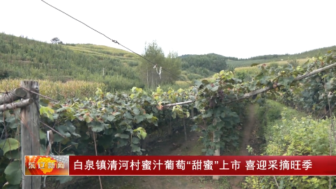 白泉镇清河村蜜汁葡萄“甜蜜”上市 喜迎采摘旺季