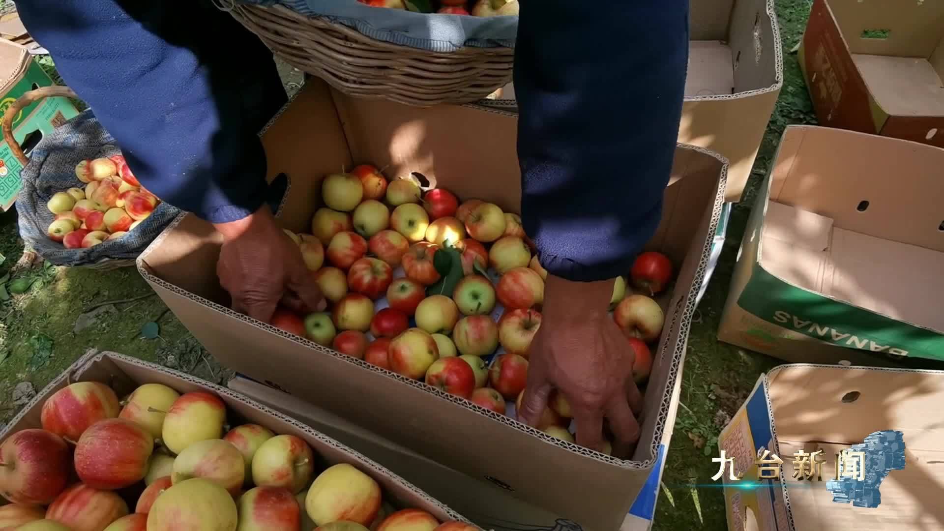 上河湾镇双顶村：林果芬芳满园春 特色产业绘就振兴梦
