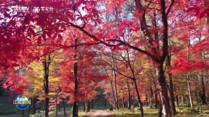 第二十三届吉林·蛟河长白山红叶旅游季今起拉开帷幕