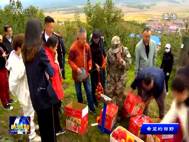 又是一年苹果红 硕果满枝好“丰”景