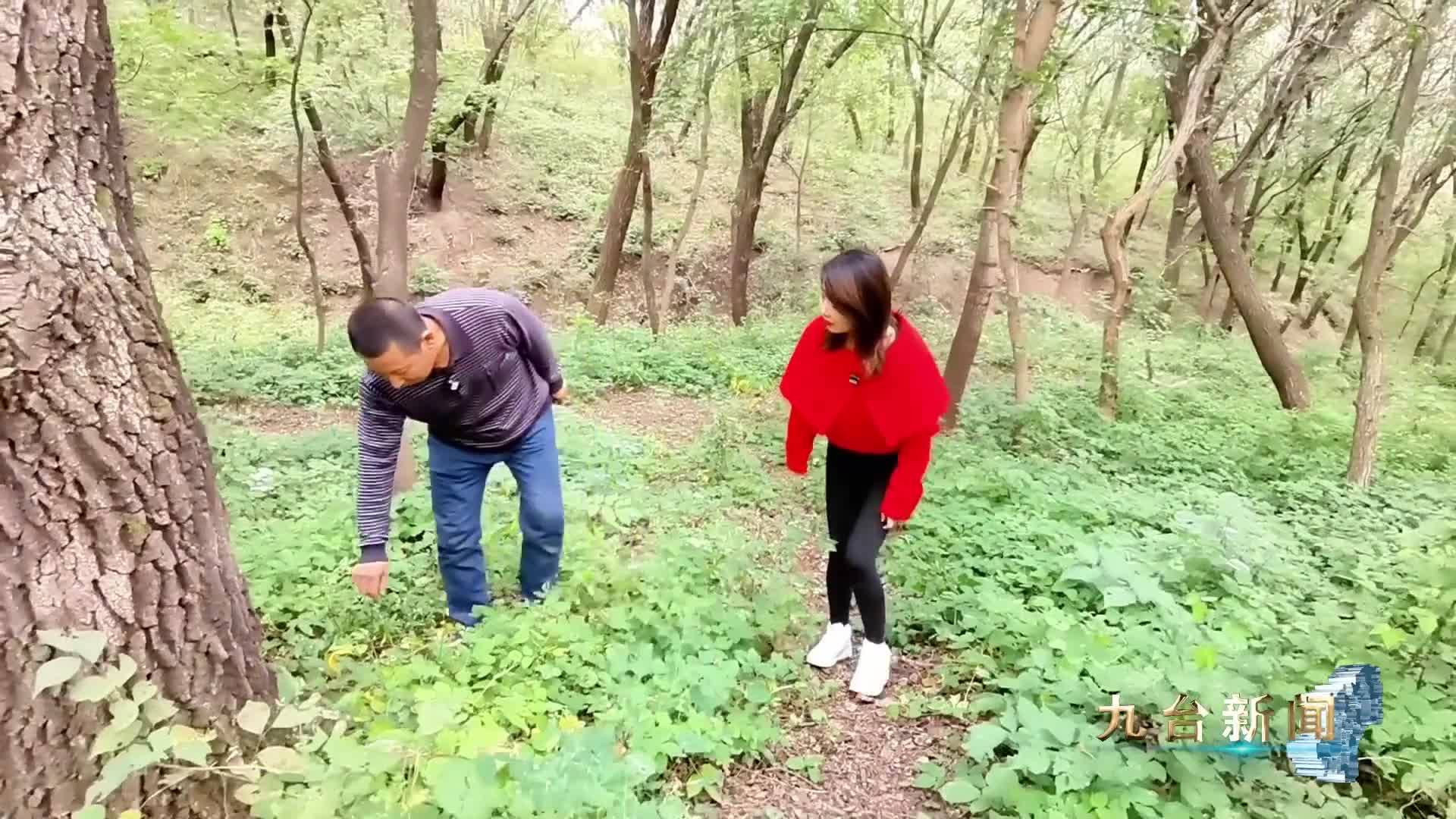 我区林下参方兴未艾 产业蓄势待发