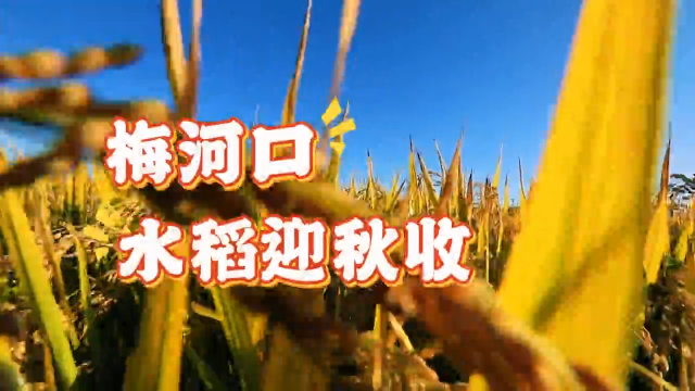 稻田飘香丨梅河口42.3万亩水稻迎秋收